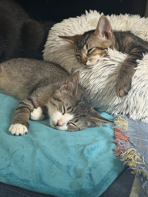 ARTEMIS AND ADONIS - Tabby available for adoption