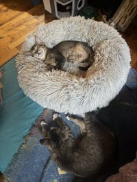 Artemis and Adonis - Photo 4