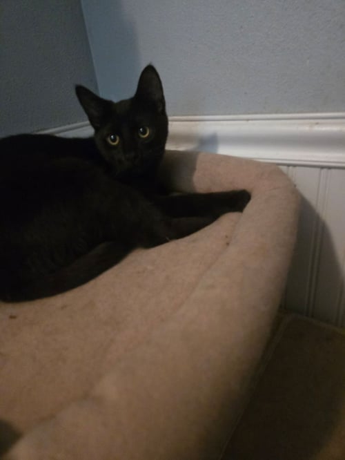 SALEM - Domestic Short Hair available for adoption