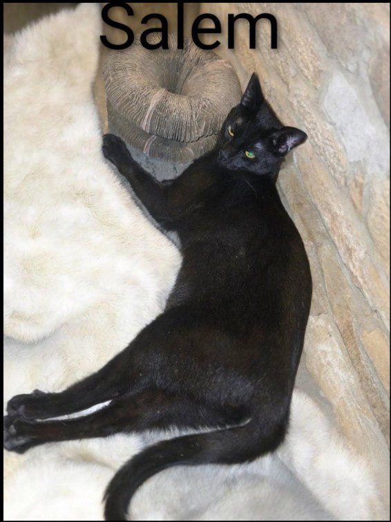 Salem Image