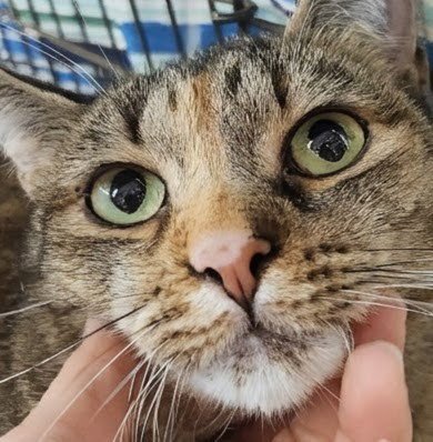 TAMIYA - Calico / Tabby available for adoption