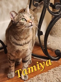 Tamiya - Photo 4