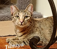 Tamiya - Photo 5