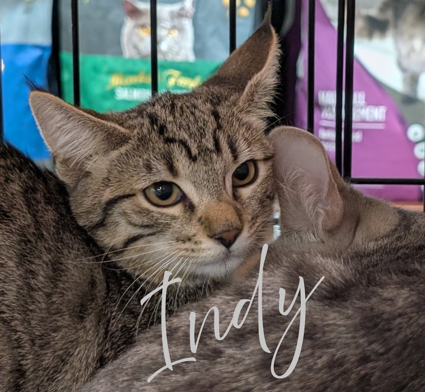 Indy Image