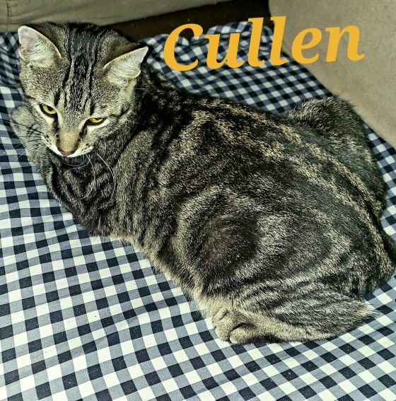 Cullen Image