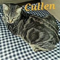 Cullen - Photo 1