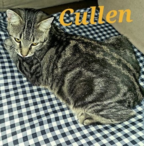 CULLEN - Domestic Short Hair / Tabby available for adoption
