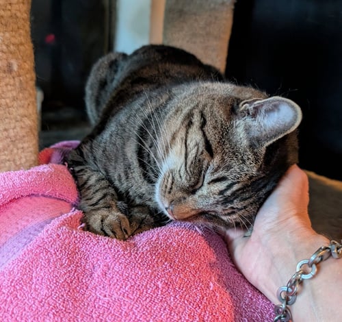 BRODY - Tabby / Domestic Short Hair available for adoption