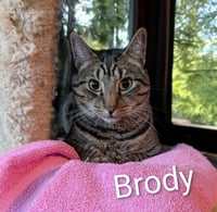 Brody - Photo 4