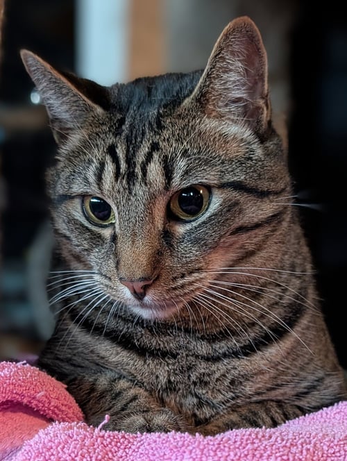 BRODY - Tabby / Domestic Short Hair available for adoption