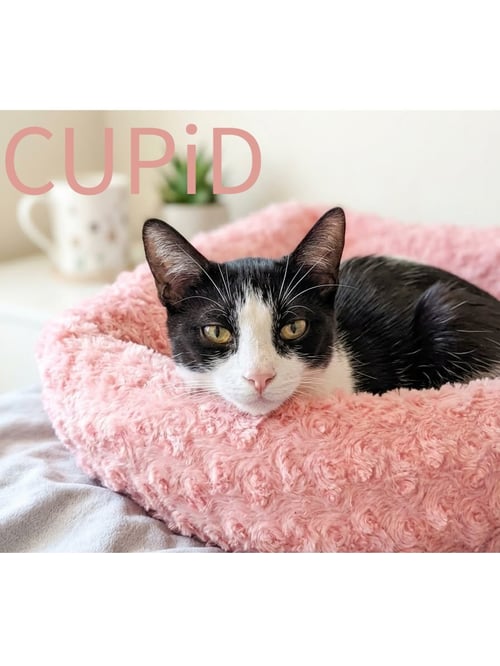 CUPID - Domestic Short Hair available for adoption