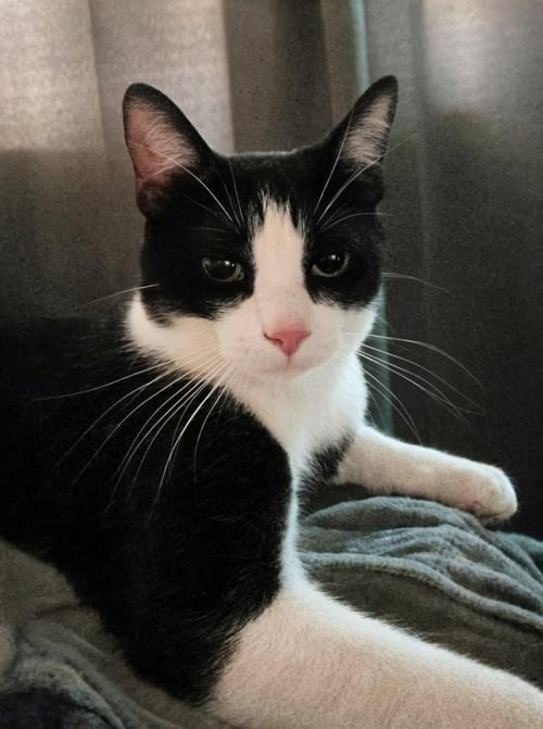 CUPID - Domestic Short Hair available for adoption