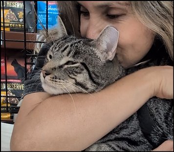 JEBEDIAH (OUT ON TRIAL) - Tabby available for adoption