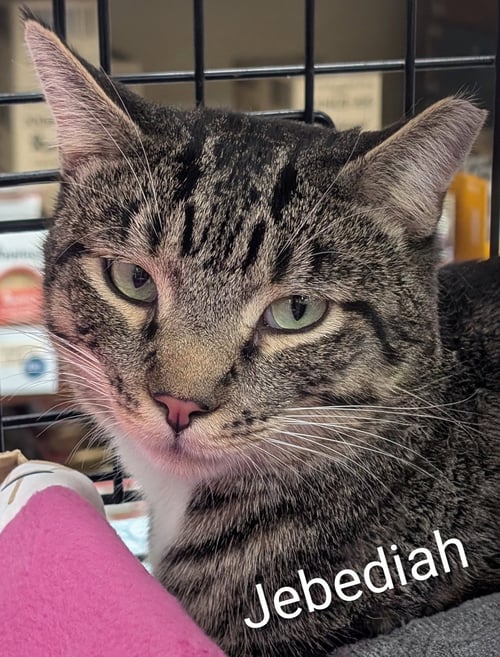 JEBEDIAH (OUT ON TRIAL) - Tabby available for adoption