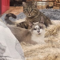Patches - Photo 6