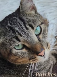 Patches - Photo 7