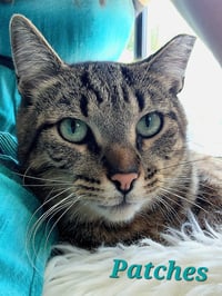 Patches - Photo 1