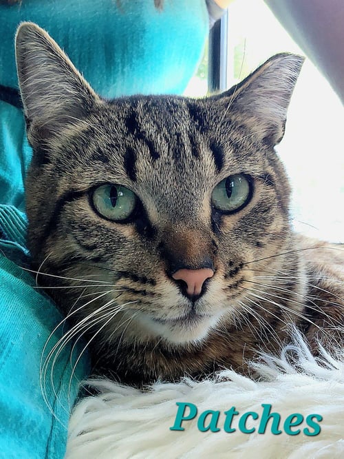 PATCHES - Tabby / Domestic Short Hair available for adoption