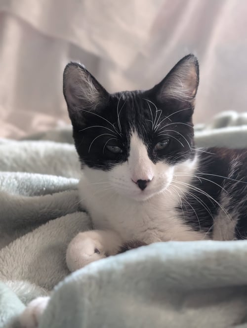 ZIMA - Domestic Short Hair available for adoption