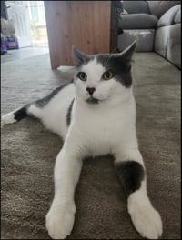 Smudge (FIV+) - Photo 3