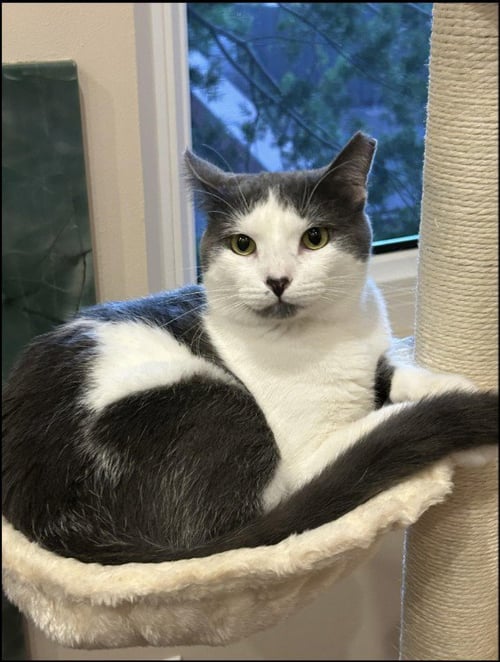 SMUDGE (FIV+) - Domestic Short Hair available for adoption