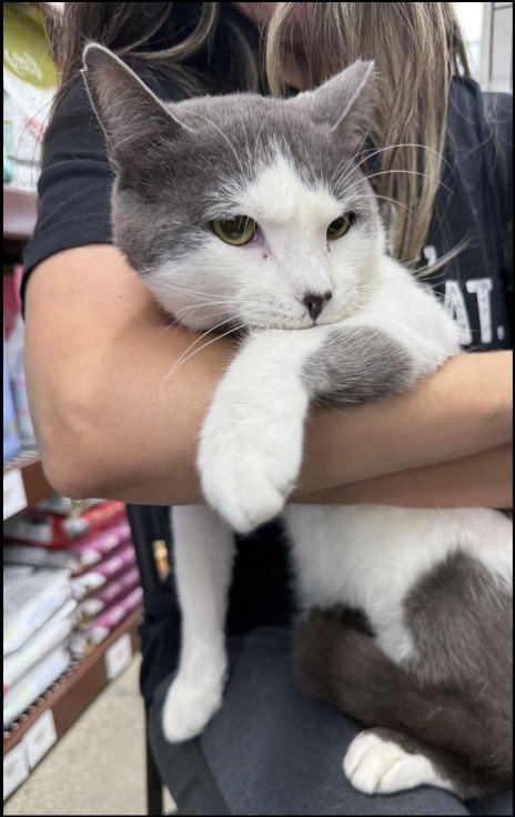 SMUDGE (FIV+) - Domestic Short Hair available for adoption