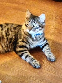 Dalton - Photo 4