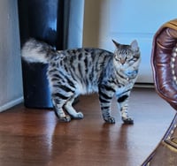 Dalton - Photo 2