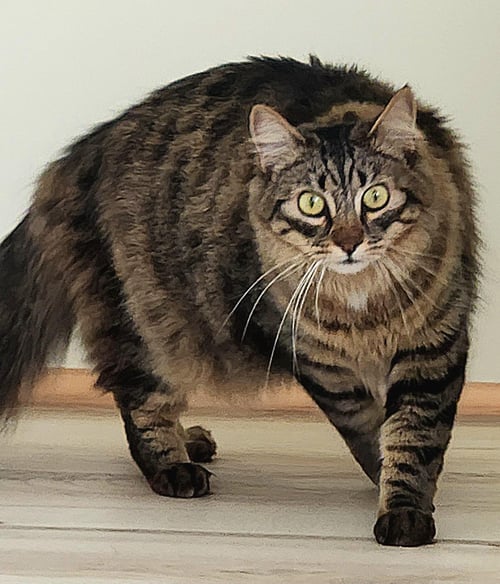 DALTON - Domestic Medium Hair / Maine Coon available for adoption