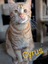 Cyrus - Photo 1