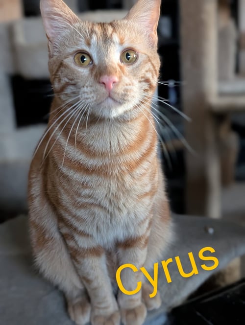 CYRUS - Tabby available for adoption