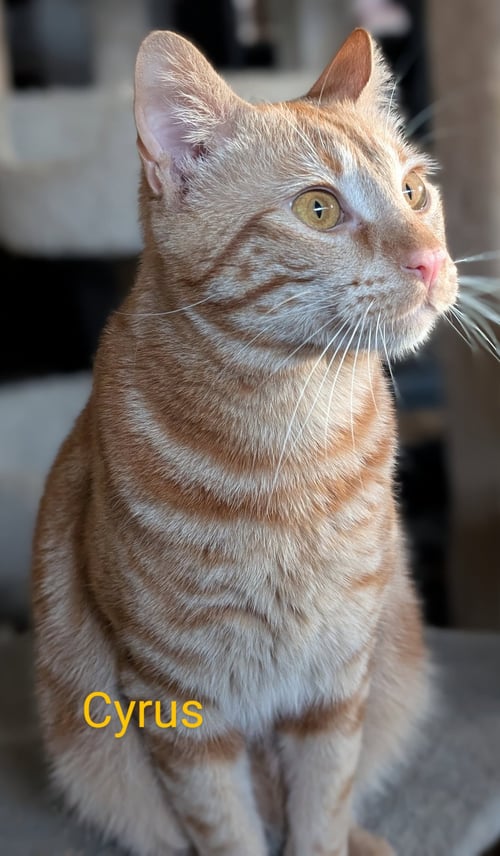 CYRUS - Tabby available for adoption