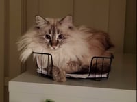 Poof - Photo 2