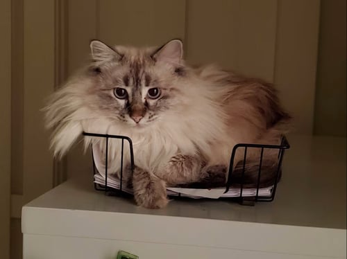 POOF - Himalayan available for adoption