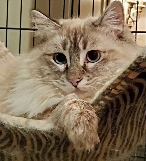 POOF - Himalayan available for adoption