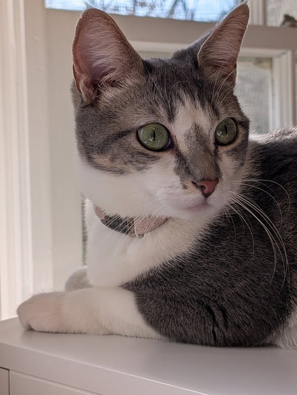 Paloma Image