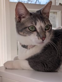 Paloma - Photo 1