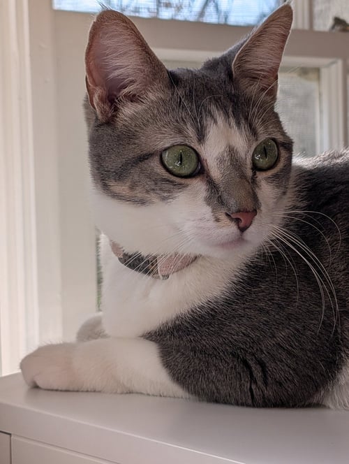 PALOMA - Domestic Short Hair available for adoption