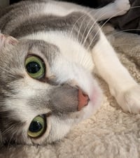 Paloma - Photo 4