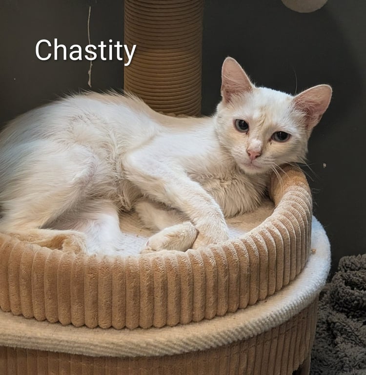 Chastity Image