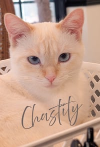 Chastity - Photo 1