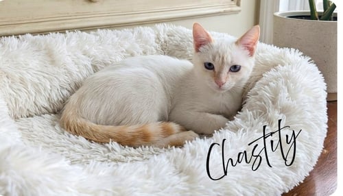 CHASTITY - Siamese available for adoption