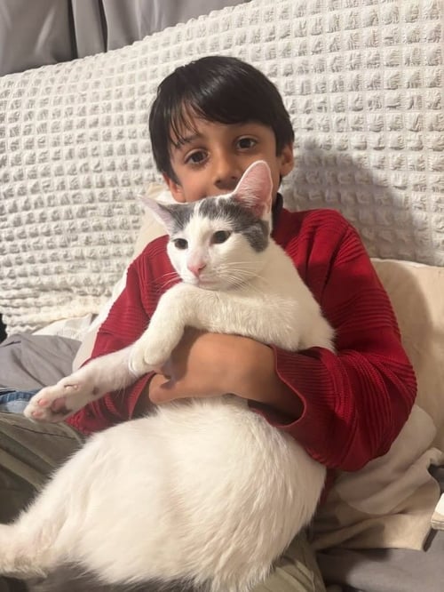 EMIR - Turkish Van available for adoption