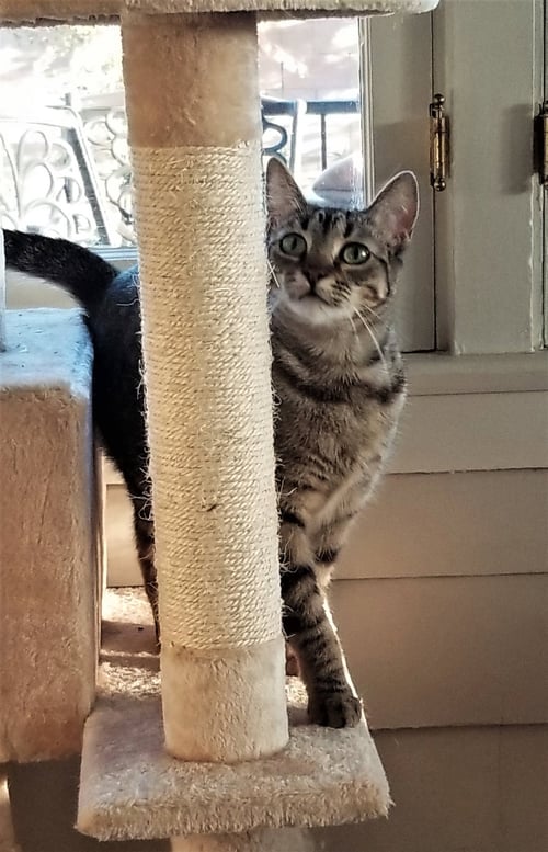 RHEYA - Tabby available for adoption