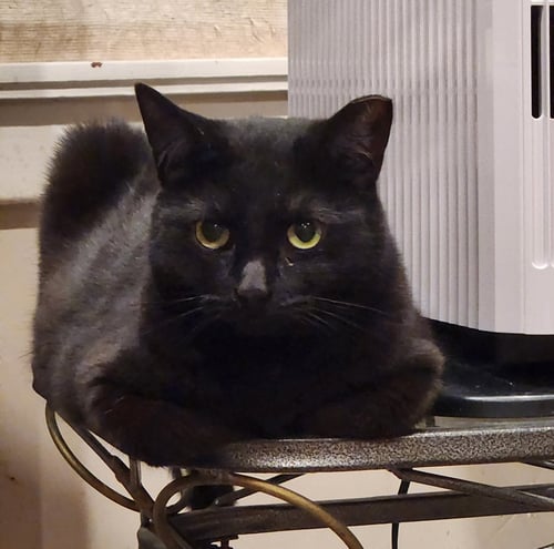 CIPHER - Domestic Short Hair available for adoption