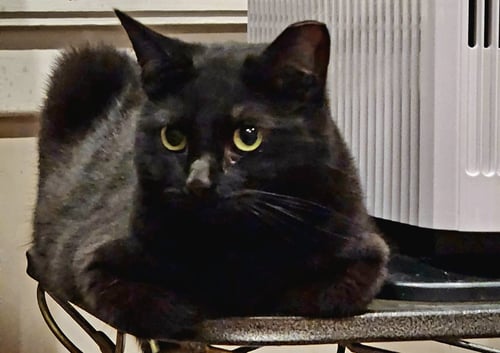 CIPHER - Domestic Short Hair available for adoption
