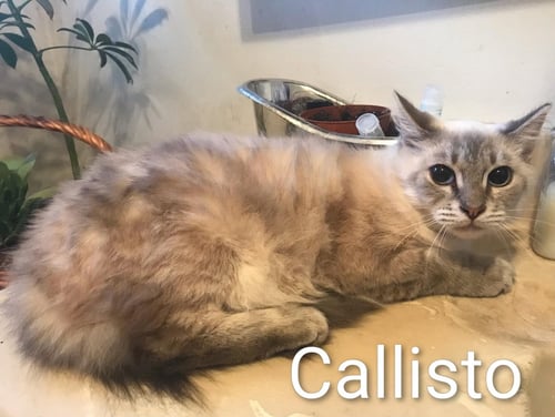 CALLISTO - Siamese available for adoption