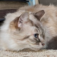 Callisto - Photo 5