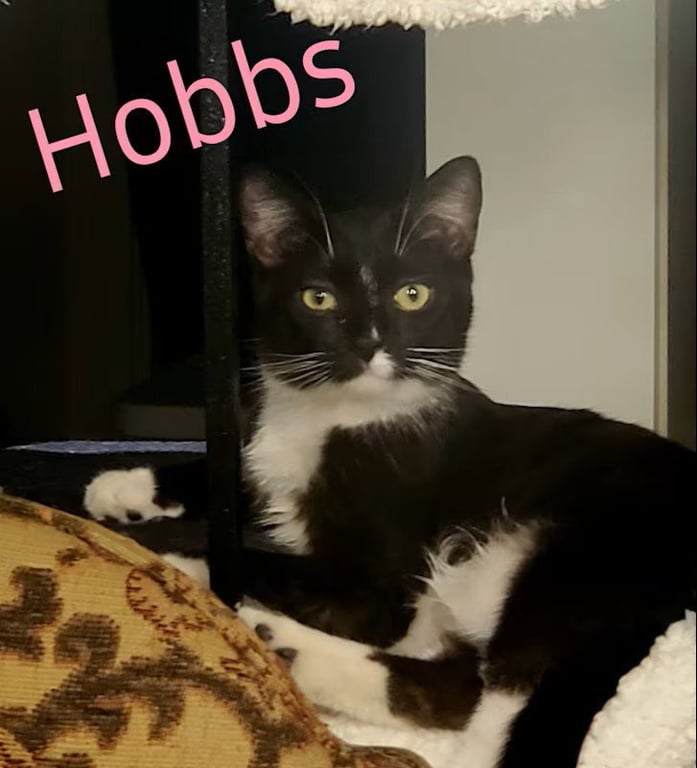 Hobbs Image