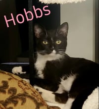 Hobbs - Photo 1